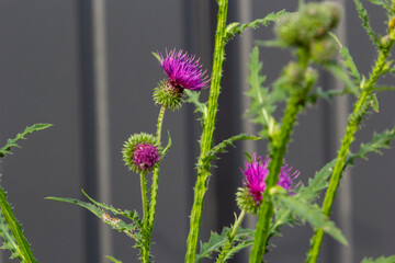 Flowering creeping thistle Cirsium arvense, also Canada thistle or field thistle. The creeping thistle is considered a noxious weed in many countries