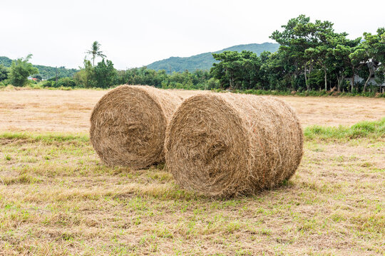 straw bales for sale nz
