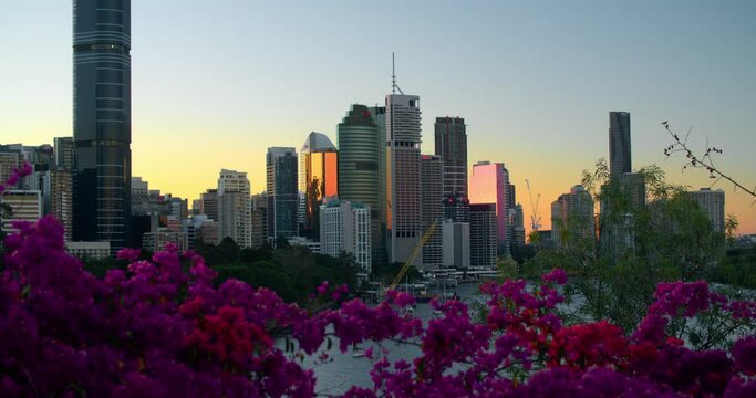 Bougainvillea Flowers At South Bank Parklands With Brisbane Skyline At Sunset In The Background. - reveal
