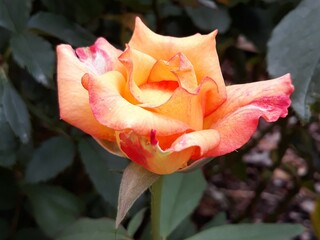 yellow and red rose