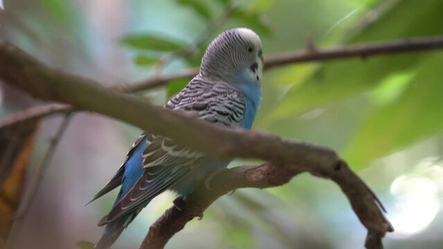 Common parakeet, budgerigar, melopsittacus undulatus with blue plumage, perching still on tree branch with beautiful green foliage background, dreamy bokeh close up shot.