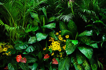 Group background of dark green tropical leaves ( monstera, coconut leaf, fern, palm leaf).nature background.  © zhikun sun