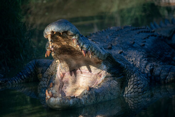 crocodile month