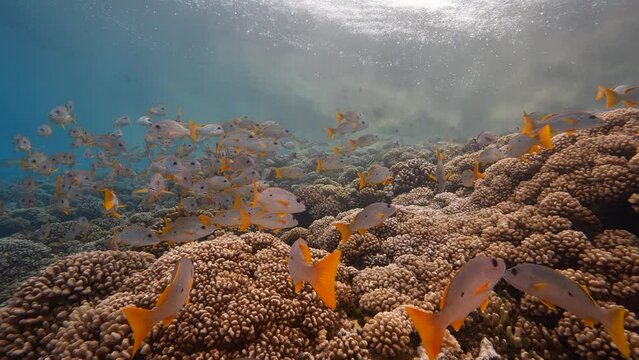 School of snapper in clear water on a tropical coral reef in french polynesia, in the pacific ocean shot against the surface in slow motion