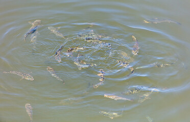 A flock of fish float on the surface of the water.