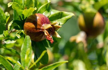 Pomegranate on tree branches in summer.