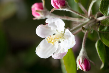 Flowers on an apple tree in spring.