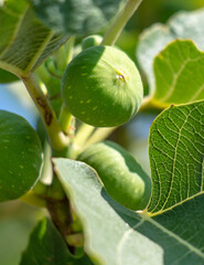 Green fig fruits on the branches of a tree.