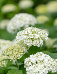 Small white flowers in nature.