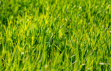 Lush green grass in nature
