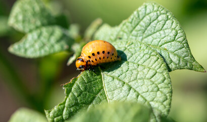 Fototapeta premium Colorado beetle on a green potato leaf.
