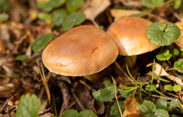 Mushrooms on the ground in the forest in autumn.