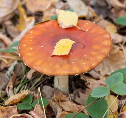 Fly agaric mushroom in the forest in autumn.