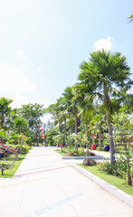 Fototapeta premium trees in the park