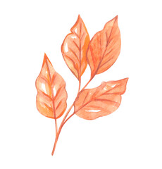 Watercolor autumn leaf. Orange leaves. High quality illustration