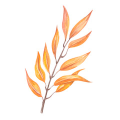 Watercolor autumn leaf. Orange leaves. High quality illustration