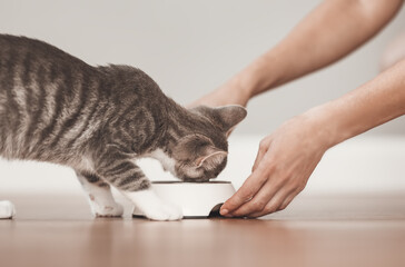Woman feeding grey kitten by cat's meal indoors.