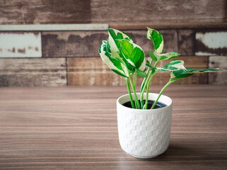 Close-up Epipremnum aureum plant in white pot on wooden table in the house or office. Houseplant...