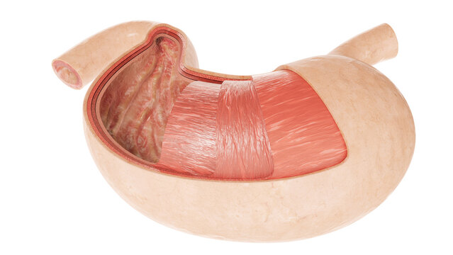 Human Internal Stomach Anatomy - 3D Rendering