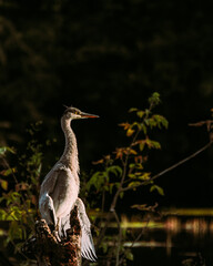 Reiher schaut in den Sonnenuntergang und wird von der Abendsonne beleuchtet