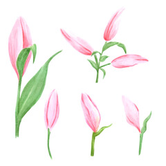 Obraz premium Handdrawn Watercolor pink lily bud set with green leaves on the white background. Scrapbook design, typography poster, label, banner, post card.