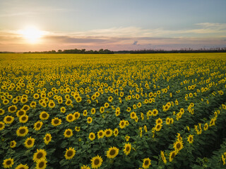 Sunflower field in a beautiful evening sunset