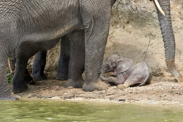 Beautiful baby elephant being protected by his parents as they shovel dirt on him on the banks of...