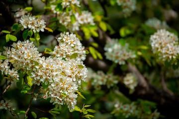 White flowers bloom in the trees. Spring landscape with blooming sakura tree. Beautiful blooming garden on a sunny day. Copy space for text.