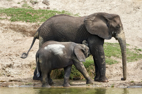 Beautiful baby elephant suckled by its mother in the queen elizabeth national park on the banks of the Kazinga channel in Uganda