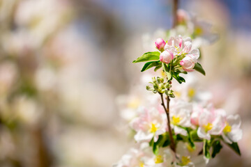 Spring blooming sakura trees. Pink flowers Sakura Spring landscape with blooming pink tree. Beautiful sakura garden on a sunny day.Beautiful concept of romance and love with delicate flowers.