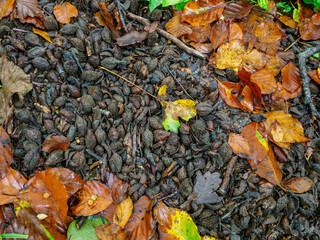 Closeup of autumn leaves and beechnuts shells in Grevolosa Forest, Catalonia, Spain
