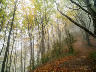 Gorgeous autumn beech forest in Grevolosa Forest, Catalonia, Spain