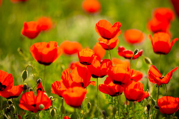 Spring, field of poppy flowers. The concept of the freshness of the morning nature. Spring landscape of red wildflowers. Beautiful landscape, pnorama long banner.