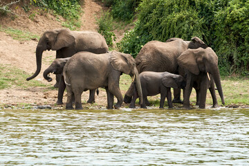Beautiful family of elephants and among them a small suckling elephant on the banks of the kazinga canal near queen elizabeth national park in Uganda