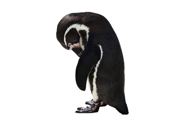 Penguin bird looking sad and lonely, png stock photo file cut out and isolated on a transparent...