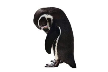 Penguin bird looking sad and lonely, png stock photo file cut out and isolated on a transparent background