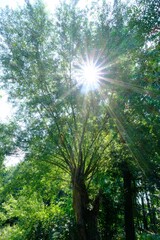 Obraz premium Sonnenstrahlen kommen durch einen Baum
