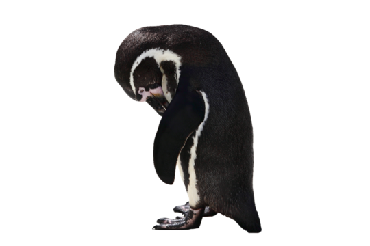 Penguin bird looking sad and lonely, png stock photo file cut out and isolated on a transparent background