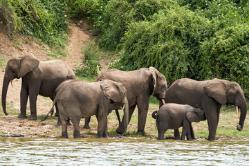 Beautiful family of elephants on the banks of the kazinga canal in the queen elizabeth national park in Uganda