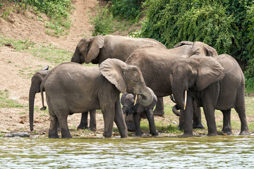 Beautiful family of elephants on the banks of the kazinga canal near queen elizabeth national park...