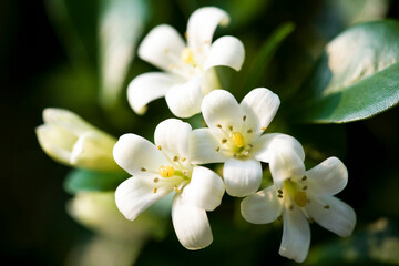 Naklejka na ściany i meble Close-up Orange jasmine flower or orange jessamine (a common name for Murraya paniculata) in the park.