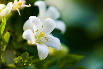 Murraya Paniculata flower, commonly called Orange Jasmine, There are five petals and a fragrant smell