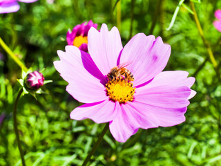Fototapeta premium Close-up of cosmos flowers with the bee in the outdoor garden.