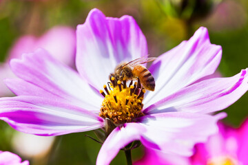 Close-up cosmos flowers with the bee in the outdoor garden.