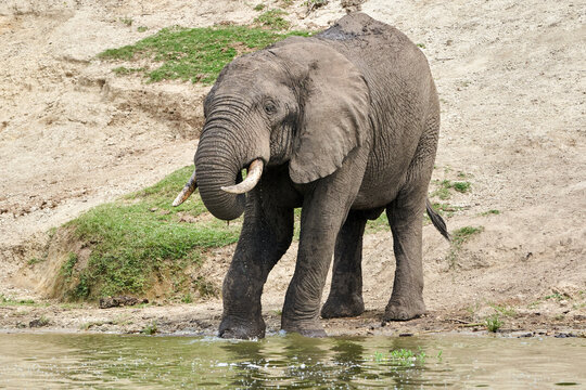 Beautiful full length portrait of an elephant drinking water with its trunk in its mouth on the banks of the kazinga canal in queen elizabeth national park in Uganda
