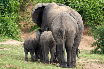 Fototapeta premium Beautiful portrait of a family of elephants from the back returning to the queen elizabeth national park after drinking in the kazinga canal in Uganda