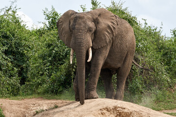 Naklejka premium Beautiful portrait of an adult elephant on the ground in the queen elizabeth national park on the banks of the Kazinga channel in Uganda