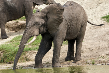 Beautiful portrait of an elephant with its trunk in the water filling it up to drink on the banks of the kazinga canal in queen elizabeth national park in Uganda
