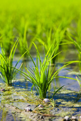 Obraz premium Close-up of rice seedlings growing on the fields in Meinong, Kaohsiung, Taiwan.