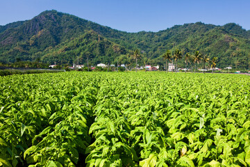 Fototapeta na wymiar Tobacco crops are to be harvested in the farmland of Meinong, Kaohsiung, Taiwan.